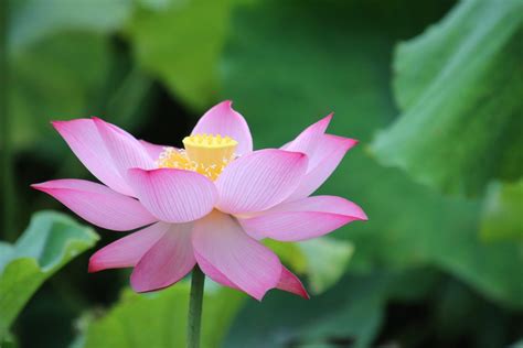 蓮花|Importance of the Lotus Flower in Chinese Culture